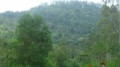 Bài 8: Bình Dương cho thuê 535,85ha rừng với giá chỉ hơn 3 triệu/năm