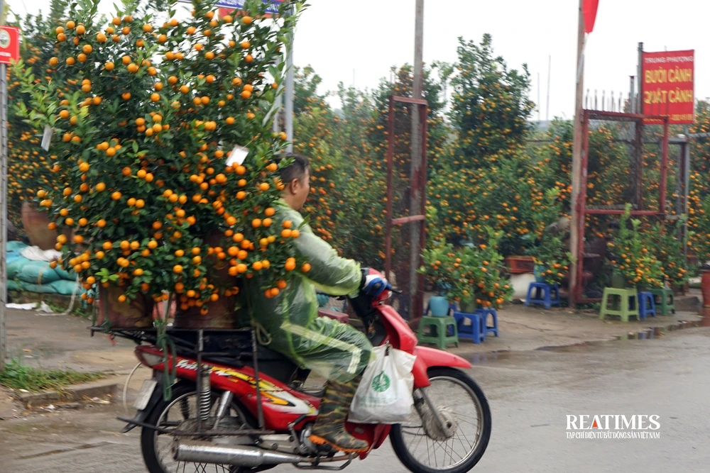 Giá tăng cao, đào Nhật Tân và quất Quảng Bá vẫn đắt khách tới mua- Ảnh 1.