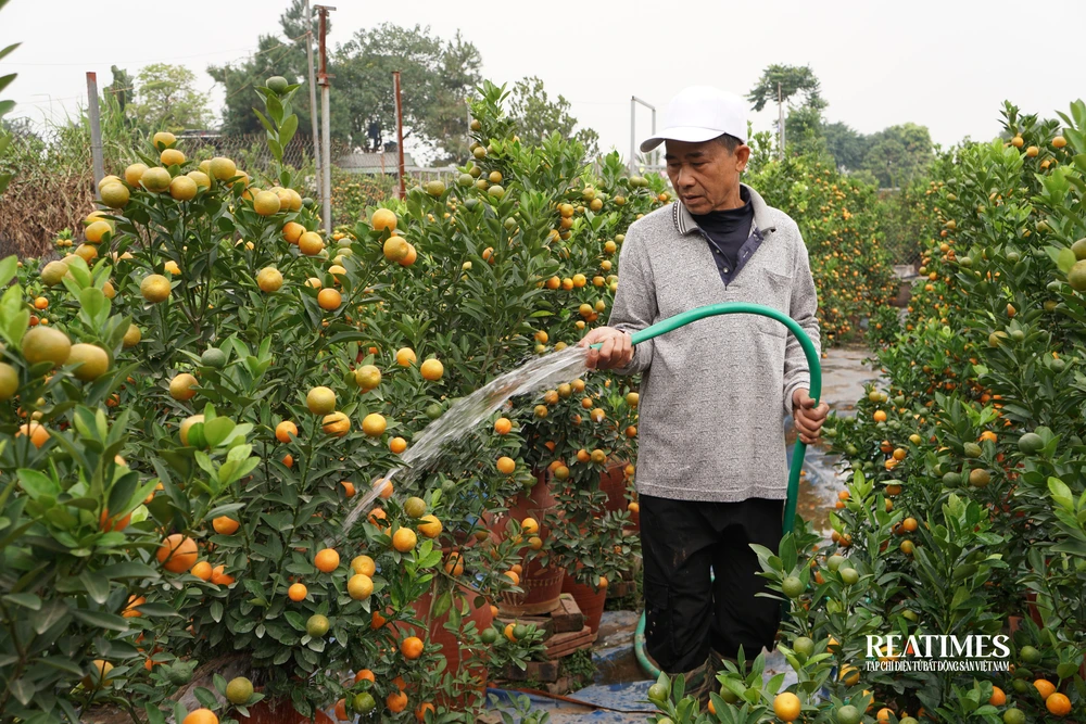 Giá tăng cao, đào Nhật Tân và quất Quảng Bá vẫn đắt khách tới mua- Ảnh 8.