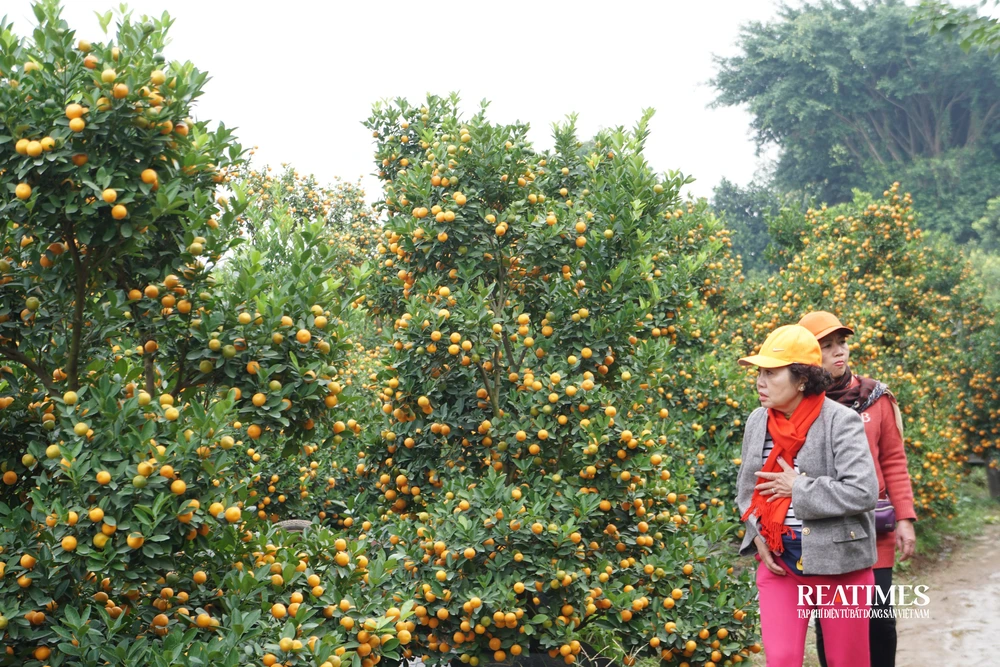 Giá tăng cao, đào Nhật Tân và quất Quảng Bá vẫn đắt khách tới mua- Ảnh 9.