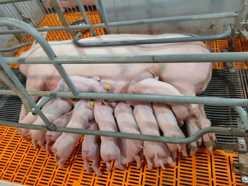 Tập đoàn Dabaco Việt Nam: Từ vị thế dẫn đầu ngành chăn nuôi đến khát vọng nâng tầm nông nghiệp Việt- Ảnh 7. Tập đoàn Dabaco Việt Nam: Từ vị thế dẫn đầu ngành chăn nuôi đến khát vọng nâng tầm nông nghiệp Việt- Ảnh 7.
