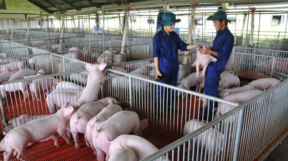 Tập đoàn Dabaco Việt Nam: Từ vị thế dẫn đầu ngành chăn nuôi đến khát vọng nâng tầm nông nghiệp Việt- Ảnh 9. Tập đoàn Dabaco Việt Nam: Từ vị thế dẫn đầu ngành chăn nuôi đến khát vọng nâng tầm nông nghiệp Việt- Ảnh 9.