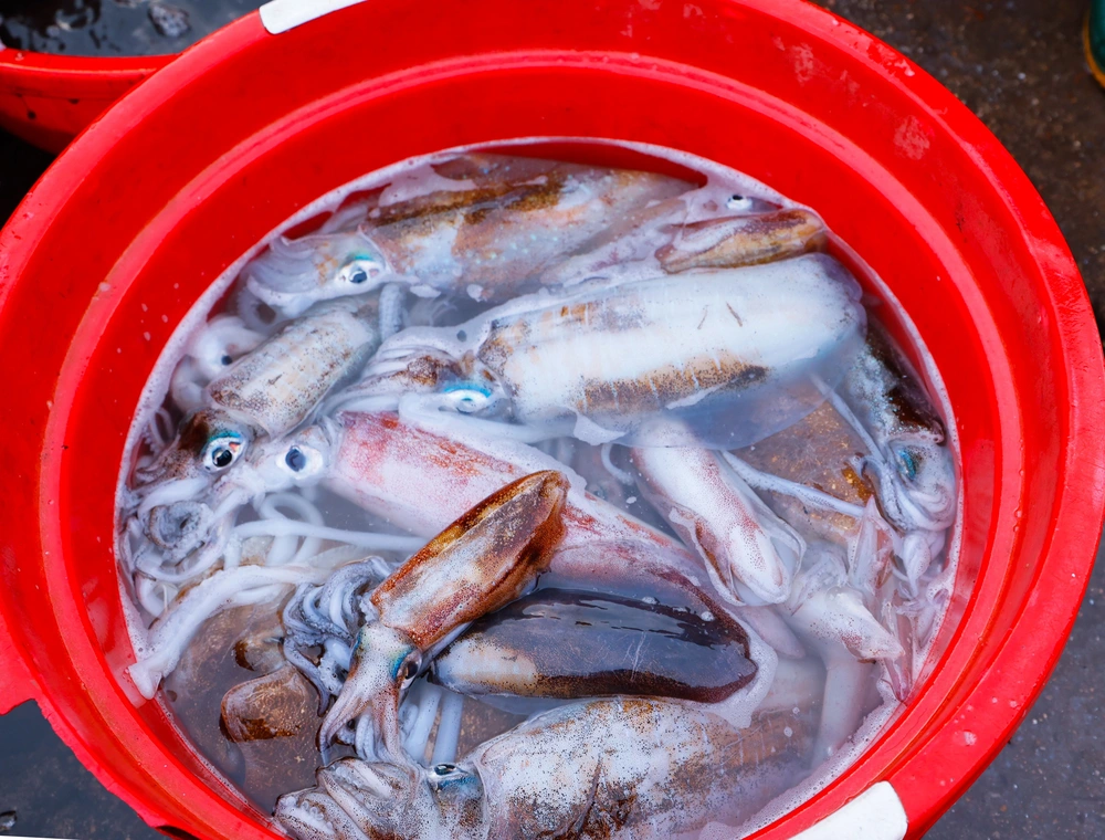Phiên chợ cá sớm ở làng chài Nhơn Lý - Ảnh 9.