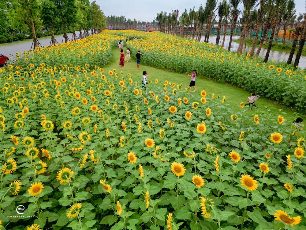 Eco Central Park: Từ DNA đô thị xanh đến giá trị sống dài hạn - Ảnh 2.