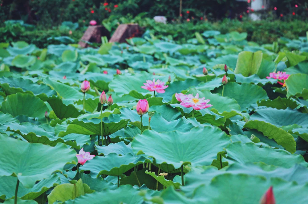Đánh thức du lịch Hồ Tây: Phát huy “mạch di sản”, kiến tạo “điểm đến biểu tượng” của Thủ đô- Ảnh 5.