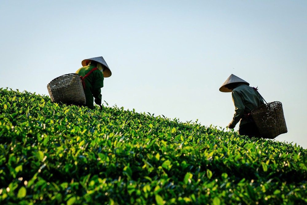“Tam nông” từ chiều sâu lịch sử đến vị thế mới trong kỷ nguyên thịnh vượng của dân tộc - Ảnh 5.