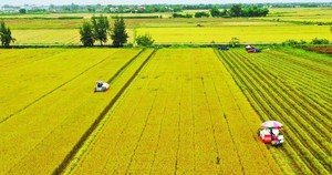 Nghị quyết 216/2025/QH15 kéo dài thời hạn miễn thuế sử dụng đất nông nghiệp