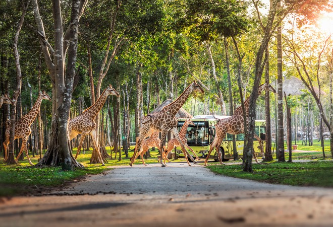 Những "hành khách" đặc biệt, bay chuyên cơ tới Safari giữ "kỷ lục kép" của Vinpearl giờ ra sao? - Ảnh 1.