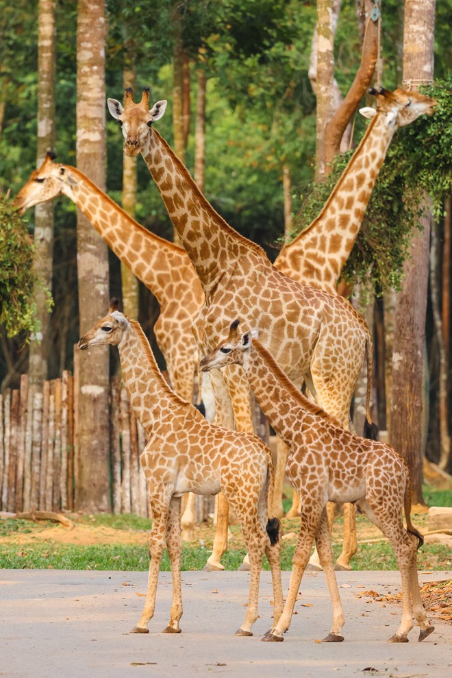 Những "hành khách" đặc biệt, bay chuyên cơ tới Safari giữ "kỷ lục kép" của Vinpearl giờ ra sao? - Ảnh 2.