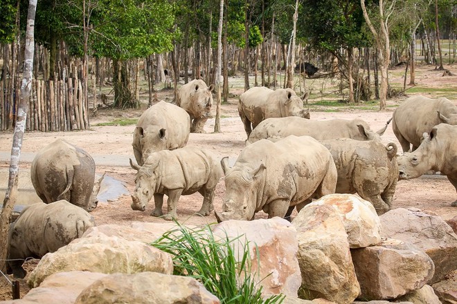 Những "hành khách" đặc biệt, bay chuyên cơ tới Safari giữ "kỷ lục kép" của Vinpearl giờ ra sao? - Ảnh 5.