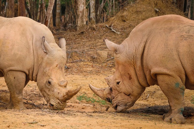 Những "hành khách" đặc biệt, bay chuyên cơ tới Safari giữ "kỷ lục kép" của Vinpearl giờ ra sao? - Ảnh 6.