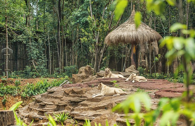 Những "hành khách" đặc biệt, bay chuyên cơ tới Safari giữ "kỷ lục kép" của Vinpearl giờ ra sao? - Ảnh 8.