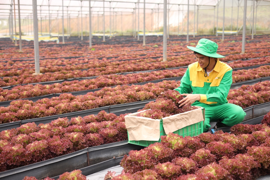 Nông nghiệp sạch góp phần cải thiện đời sống người lao động địa phương - Ảnh 3.