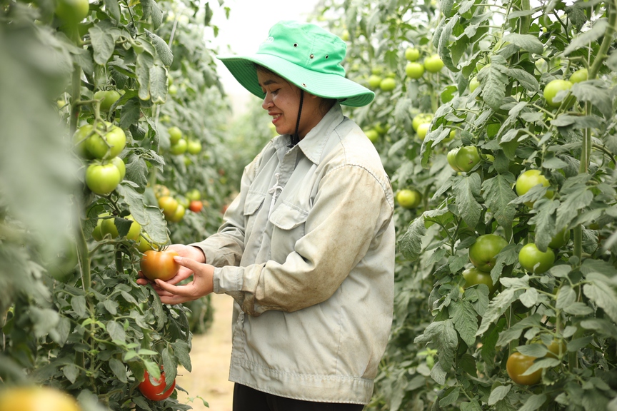 Nông nghiệp sạch góp phần cải thiện đời sống người lao động địa phương - Ảnh 2.