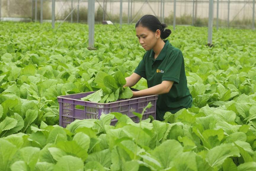 Nông nghiệp sạch góp phần cải thiện đời sống người lao động địa phương - Ảnh 1.