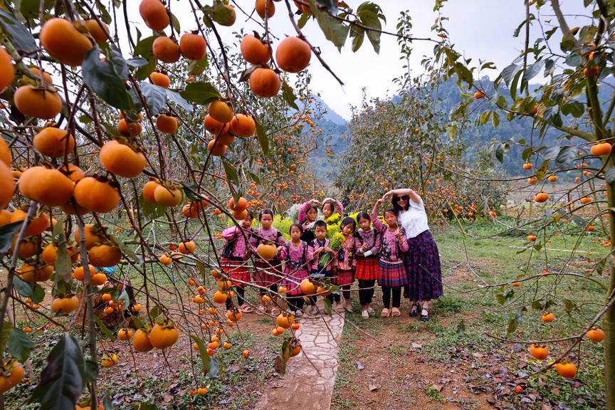 Photo Travel: Mùa hồng chín rộ trên cao nguyên Mộc Châu- Ảnh 1.