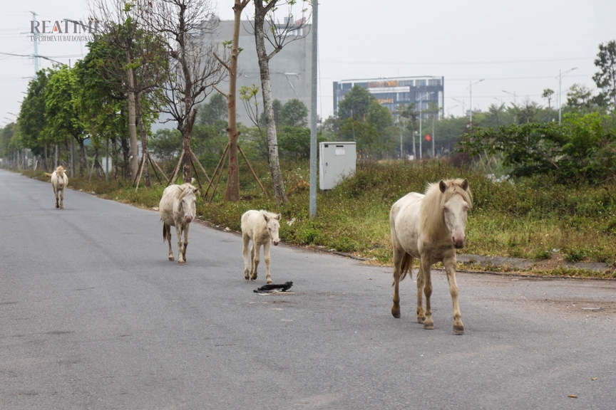 Khu đô thị Thanh Hà - Cienco 5: Người dân mua đất không được xây nhà, công trình sai quy hoạch vẫn tồn tại- Ảnh 6.