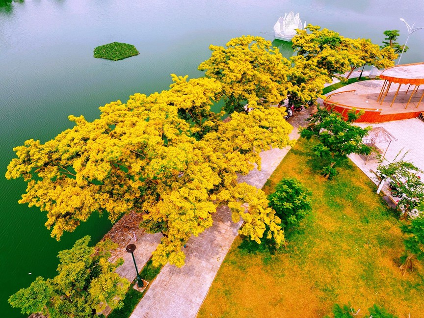 Quảng Nam: Lễ hội Tam Kỳ - Mùa hoa sưa năm 2024 sẽ khai mạc vào đầu tháng 4- Ảnh 1.