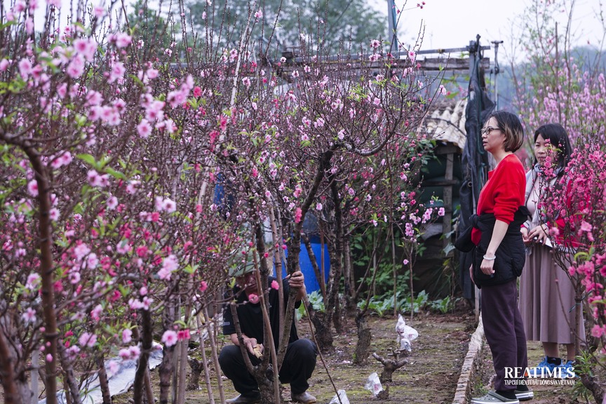 Ngắm vườn đào Nhật Tân – Phú Thượng rực rỡ khoe sắc ngày giáp Tết- Ảnh 13.