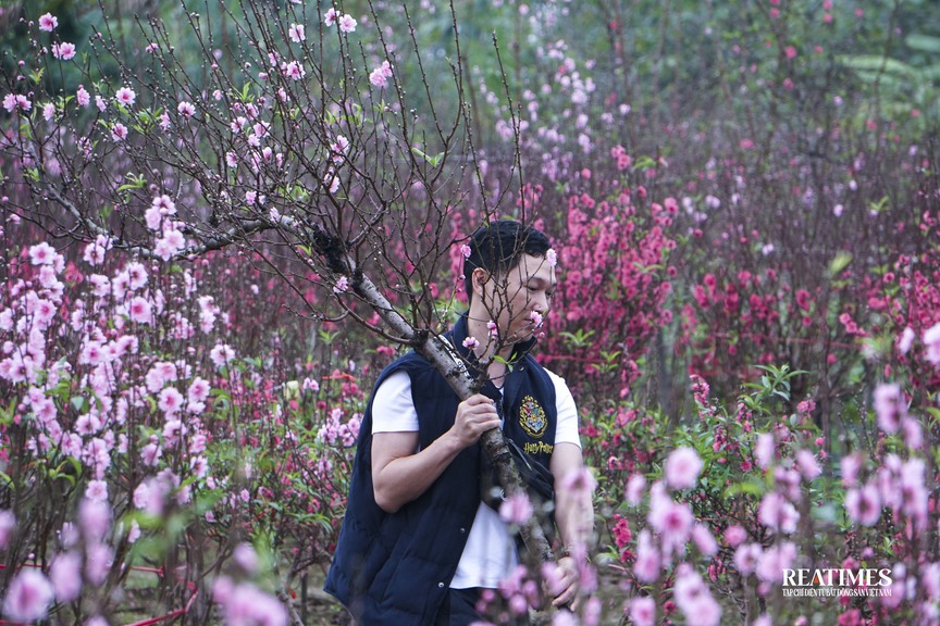 Ngắm vườn đào Nhật Tân – Phú Thượng rực rỡ khoe sắc ngày giáp Tết- Ảnh 14.