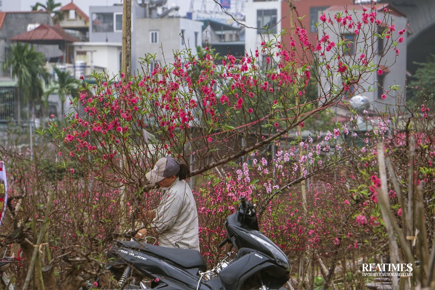Ngắm vườn đào Nhật Tân – Phú Thượng rực rỡ khoe sắc ngày giáp Tết- Ảnh 16.