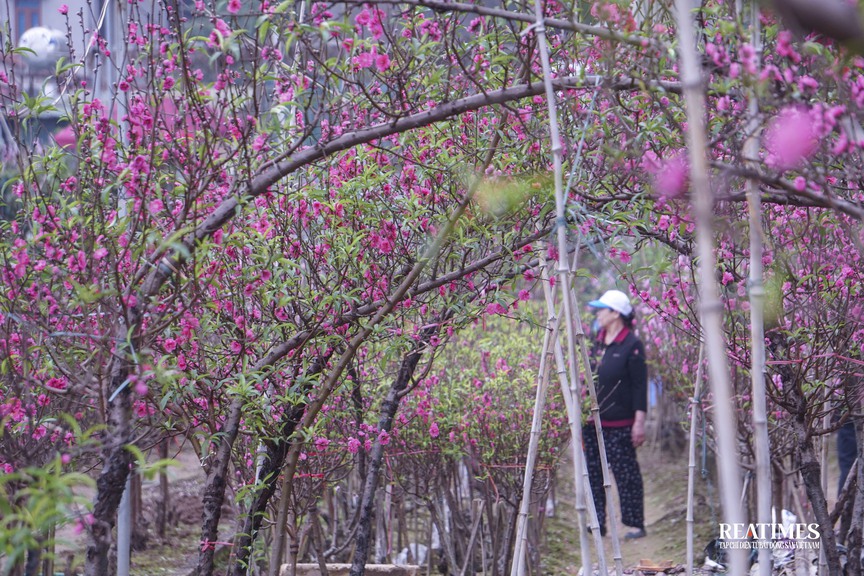 Ngắm vườn đào Nhật Tân – Phú Thượng rực rỡ khoe sắc ngày giáp Tết- Ảnh 17.