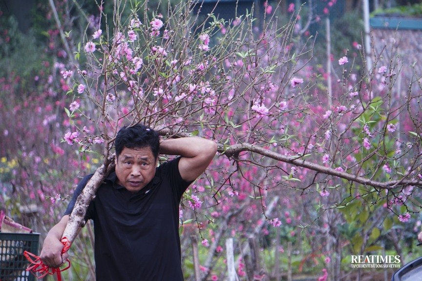 Ngắm vườn đào Nhật Tân – Phú Thượng rực rỡ khoe sắc ngày giáp Tết- Ảnh 18.