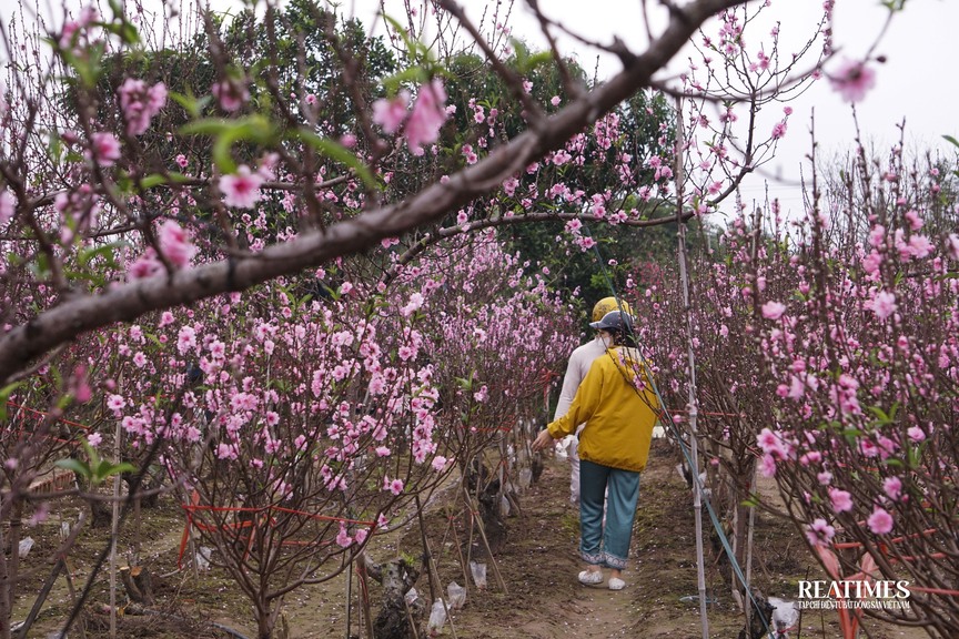 Ngắm vườn đào Nhật Tân – Phú Thượng rực rỡ khoe sắc ngày giáp Tết- Ảnh 20.