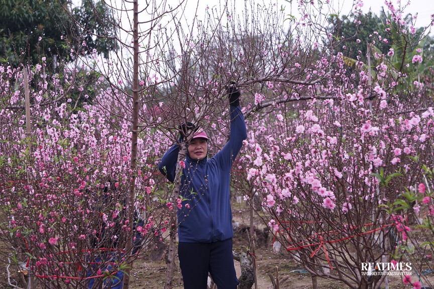 Ngắm vườn đào Nhật Tân – Phú Thượng rực rỡ khoe sắc ngày giáp Tết- Ảnh 21.