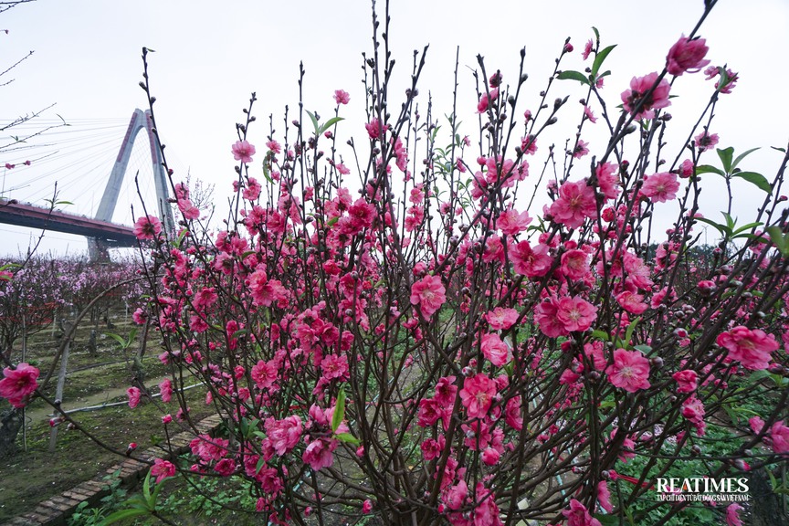 Ngắm vườn đào Nhật Tân – Phú Thượng rực rỡ khoe sắc ngày giáp Tết- Ảnh 2.