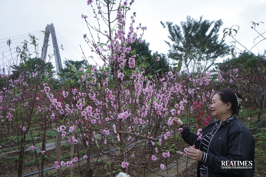 Ngắm vườn đào Nhật Tân – Phú Thượng rực rỡ khoe sắc ngày giáp Tết- Ảnh 5.