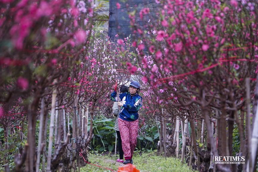 Ngắm vườn đào Nhật Tân – Phú Thượng rực rỡ khoe sắc ngày giáp Tết- Ảnh 8.