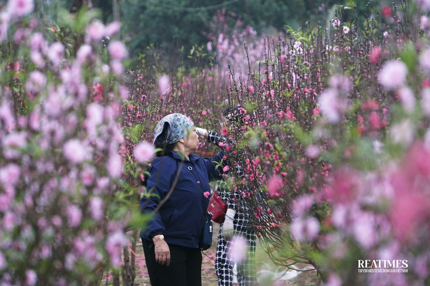 Ngắm vườn đào Nhật Tân – Phú Thượng rực rỡ khoe sắc ngày giáp Tết- Ảnh 9.