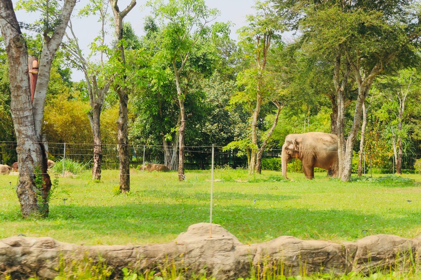 Vườn thú Safari ở Quảng Nam là điểm sáng cứu hộ và gây nuôi động vật hoang dã- Ảnh 2.