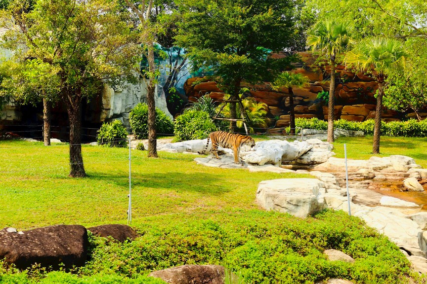 Vườn thú Safari ở Quảng Nam là điểm sáng cứu hộ và gây nuôi động vật hoang dã- Ảnh 3.