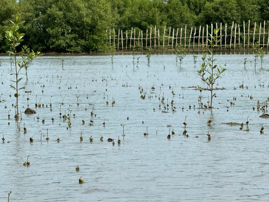 25ha cánh rừng Net Zero Cà Mau: Tái sinh từ sức sống diệu kì- Ảnh 6.