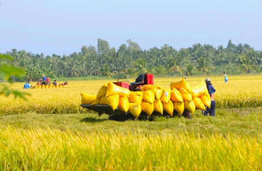 Từ 1/8, cá nhân không trực tiếp sản xuất nông nghiệp vẫn được nhận chuyển nhượng đất trồng lúa- Ảnh 1.