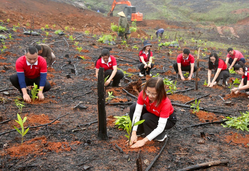 SeABank hỗ trợ trồng gần 671 nghìn cây xanh tại Hà Tĩnh, vượt mục tiêu 1 triệu cây xanh- Ảnh 1.