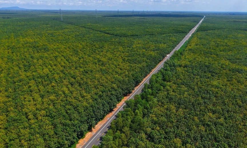 Vỡ tiến độ tuyến đường 2.300 tỷ đi xuyên rừng cao su ở miền Nam- Ảnh 1.