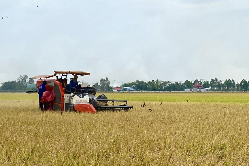 Agribank đẩy mạnh cho vay sản xuất, kinh doanh lúa gạo- Ảnh 1.