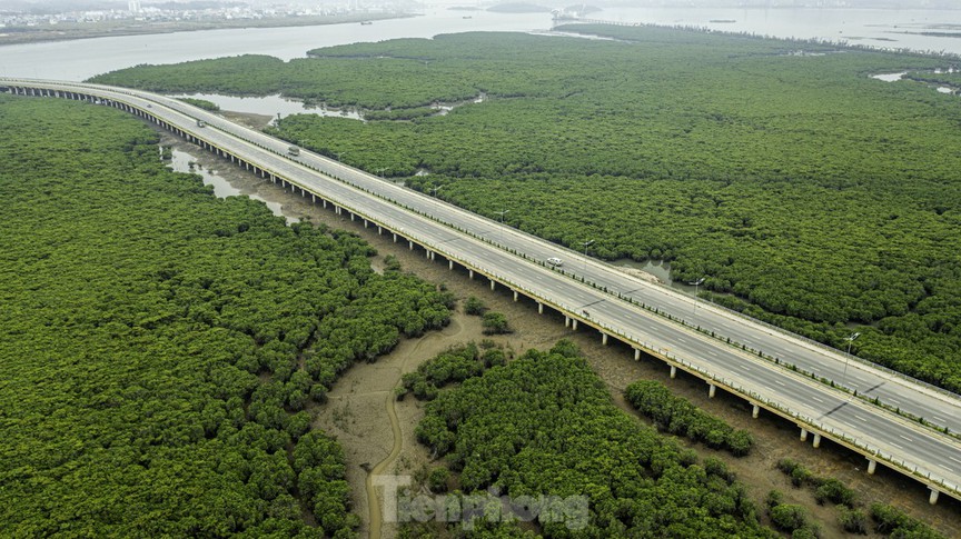 Cây cầu uốn lượn giữa rừng ngập mặn đẹp nhất miền Bắc, là cây cầu thứ 6 bắc qua 'vịnh Sydney của Việt Nam'- Ảnh 3. Cây cầu uốn lượn giữa rừng ngập mặn đẹp nhất miền Bắc, là cây cầu thứ 6 bắc qua 'vịnh Sydney của Việt Nam'- Ảnh 3.
