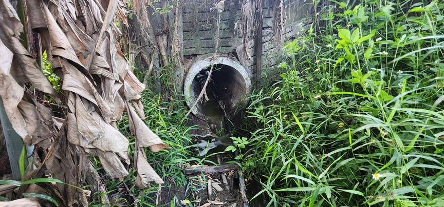 Không có giấy phép môi trường, trang trại ở Đà Nẵng bị đình chỉ hoạt động gần 5 tháng- Ảnh 4. Không có giấy phép môi trường, trang trại ở Đà Nẵng bị đình chỉ hoạt động gần 5 tháng- Ảnh 4.