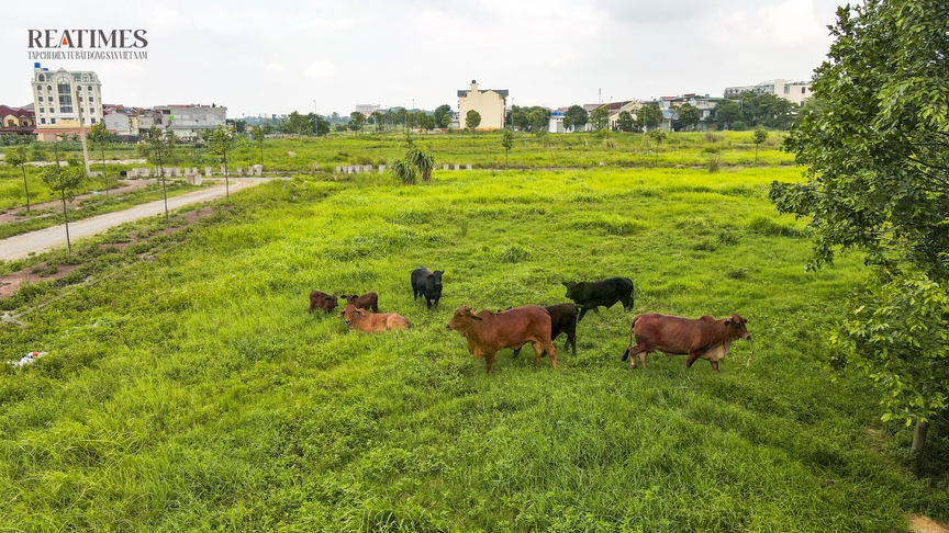 Bắc Ninh: Bò thả rông trong khu đô thị Thuận Thành III sau nhiều năm chậm tiến độ- Ảnh 6. Bắc Ninh: Bò thả rông trong khu đô thị Thuận Thành III sau nhiều năm chậm tiến độ- Ảnh 6.