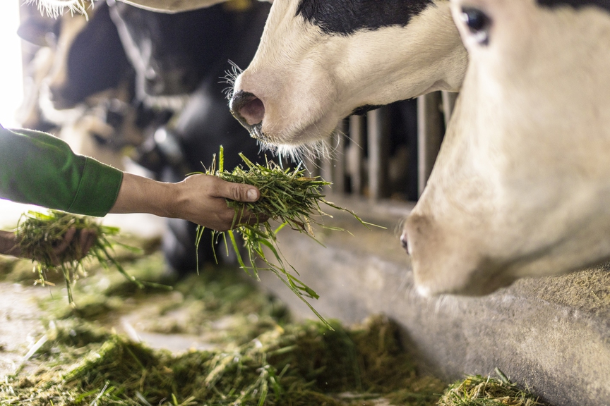 Trang trại Vinamilk Green Farm dưới lăng kính phát triển bền vững có gì đặc biệt?- Ảnh 7.