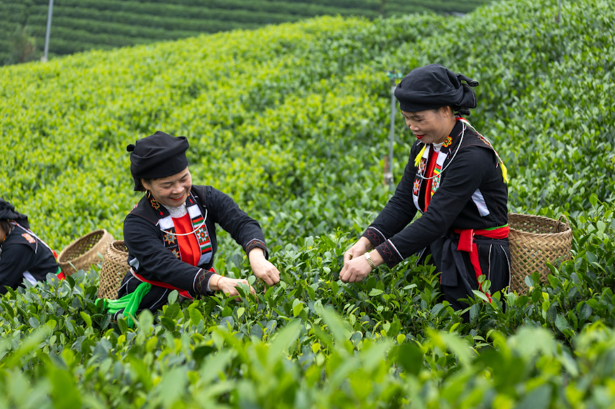 Thái Nguyên: Từ thủ phủ công nghiệp đến điểm sáng du lịch xanh trên bản đồ quốc tế- Ảnh 1. Thái Nguyên: Từ thủ phủ công nghiệp đến điểm sáng du lịch xanh trên bản đồ quốc tế- Ảnh 1.