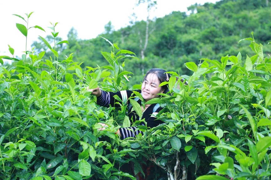 Báu vật mọc giữa rừng sâu, mỗi lần thu hoạch lại 'đu đỉnh', giúp nông dân Lào Cai thu nửa triệu/ngày- Ảnh 1. Báu vật mọc giữa rừng sâu, mỗi lần thu hoạch lại 'đu đỉnh', giúp nông dân Lào Cai thu nửa triệu/ngày- Ảnh 1.