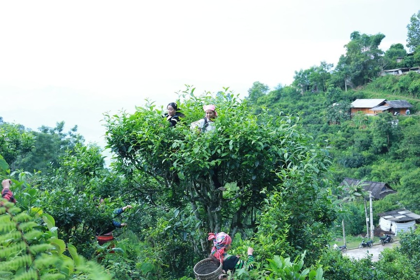 Báu vật mọc giữa rừng sâu, mỗi lần thu hoạch lại 'đu đỉnh', giúp nông dân Lào Cai thu nửa triệu/ngày- Ảnh 2. Báu vật mọc giữa rừng sâu, mỗi lần thu hoạch lại 'đu đỉnh', giúp nông dân Lào Cai thu nửa triệu/ngày- Ảnh 2.