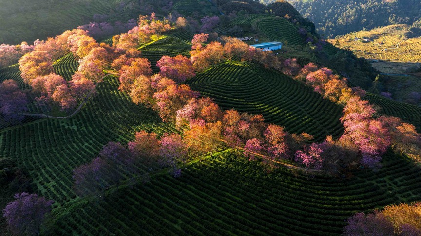 Dự án đô thị trên đồi chè đẹp nhất miền Bắc đã chính thức được cấp thủ tục thực hiện - Ảnh 2.