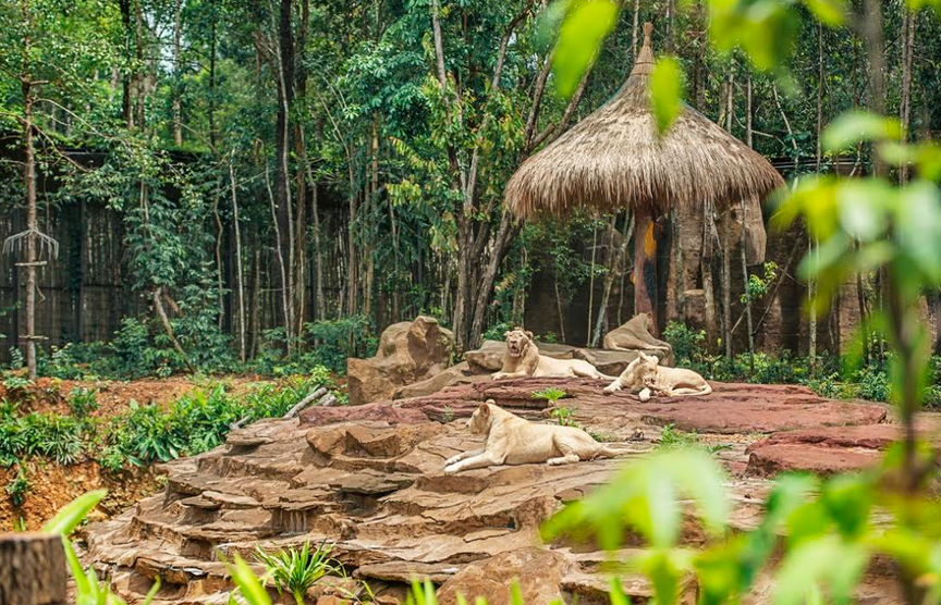 Nắm giữ “kỷ lục kép” thế giới - Vinpearl Safari Phú Quốc “khủng” cỡ nào? - Ảnh 2.