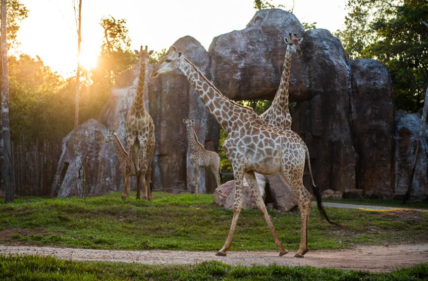 Nắm giữ “kỷ lục kép” thế giới - Vinpearl Safari Phú Quốc “khủng” cỡ nào? - Ảnh 3.